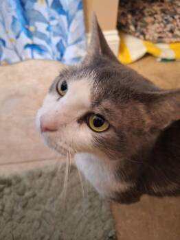 Rescue Domestic Short Hair Cats for Adoption in Rossville, Maryland - Magpie | PetCurious