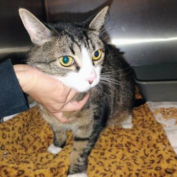 Tiger Hill -  Domestic Short Hair Cat for Adoption in Morgan Hill, California - Tiger Hill | PetCurious