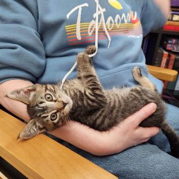 Linus -  Domestic Short Hair Cat for Adoption in Woodinville, Washington - Linus | PetCurious