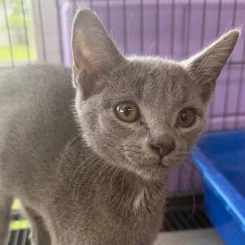Laken -  Domestic Short Hair Cat for Adoption in Montgomery, Alabama - Laken | PetCurious