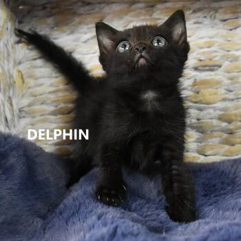 Delphin/Natto -  Domestic Short Hair Cat for Adoption in Yuma, Arizona - Delphin/Natto | PetCurious