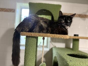 Midnight Viola -  Tortoiseshell and Domestic Medium Hair Cat for Adoption in Chandler, Arizona - Midnight Viola | PetCurious