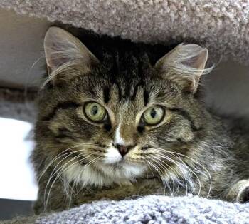 Domestic Long Hair Cats Available for Adoption in Dedham, Massachusetts - THOMAS J | PetCurious