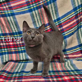 Lunar -  Domestic Short Hair Cat for Adoption in Parkersburg, West Virginia - Lunar | PetCurious