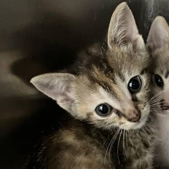 Domestic Short Hair Cats Available for Adoption in Grand Rapids, Michigan - Pixie - Chow Hound Knapp