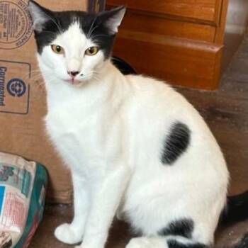 Domestic Short Hair Cats Available for Adoption in Warr Acres, Oklahoma - Henry | PetCurious
