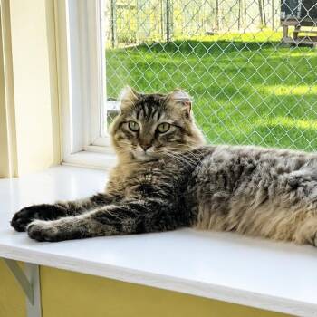 Donatello -  Domestic Medium Hair Cat for Adoption in Jamestown, North Dakota - Donatello | PetCurious