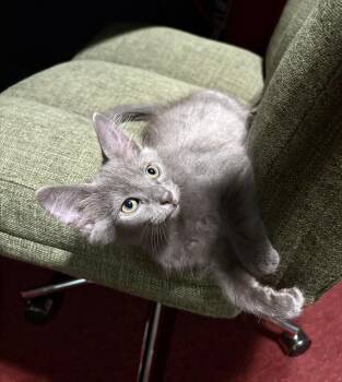 Dusty -  Domestic Short Hair Cat for Adoption in Lake Monroe, Florida - Dusty | PetCurious