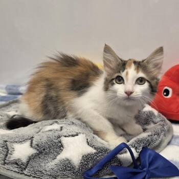 Kennedy -  Domestic Short Hair Cat for Adoption in Fort Wayne, Indiana - Kennedy | PetCurious