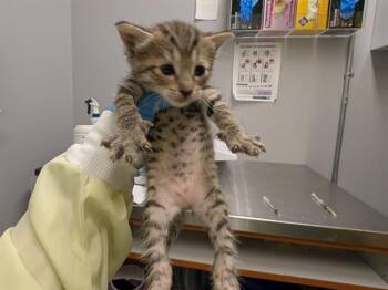 MIMI -  Domestic Short Hair Cat for Adoption in Kent, Washington - MIMI | PetCurious