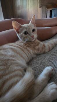 Peaches -  Domestic Short Hair Cat for Adoption in Melrose, Massachusetts - Peaches | PetCurious