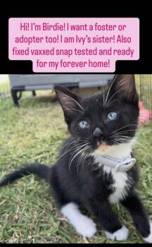 Birdie -  Domestic Short Hair Cat for Adoption in Fullerton, California - Birdie | PetCurious