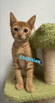 Christian -  Domestic Short Hair Cat for Adoption in North Arlington, New Jersey - Christian | PetCurious