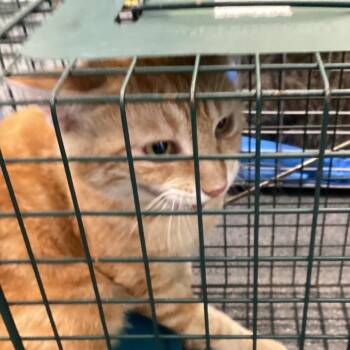 Cricket -  Domestic Short Hair Cat for Adoption in Montgomery, Alabama - Cricket | PetCurious