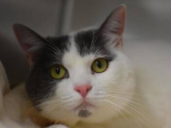 Dutchess -  Domestic Short Hair Cat for Adoption in Portland, Oregon - Dutchess | PetCurious