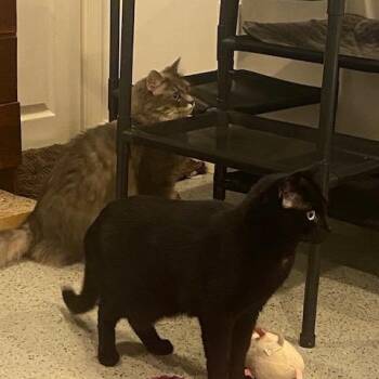 Domestic Medium Hair and Domestic Short Hair Cats Available for Adoption in Fairfax, Virginia - Oreo And Muffin | PetCurious