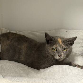 Rescue Domestic Short Hair Cats for Adoption in Tulsa, Oklahoma - B- Bailey | PetCurious