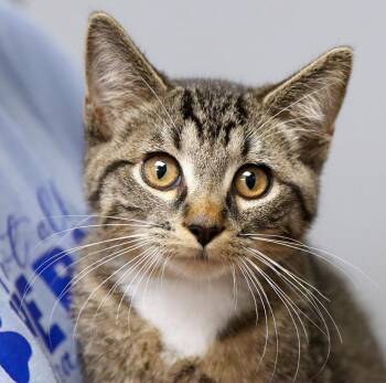 Marmalade (AO37121) -  Domestic Short Hair Cat for Adoption in Kansas City, Kansas - Marmalade (AO37121) | PetCurious