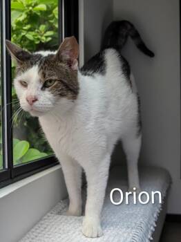 Orion -  Domestic Short Hair Cat for Adoption in Jim Thorpe, Pennsylvania - Orion | PetCurious