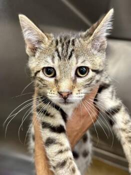 Regirock -  Domestic Short Hair Cat for Adoption in Wichita, Kansas - Regirock | PetCurious