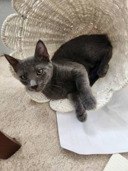 Polly -  Russian Blue Cat for Adoption in Washington Township, New Jersey - Polly | PetCurious