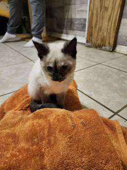 Domestic Medium Hair Cats Available for Adoption - China Doll | PetCurious