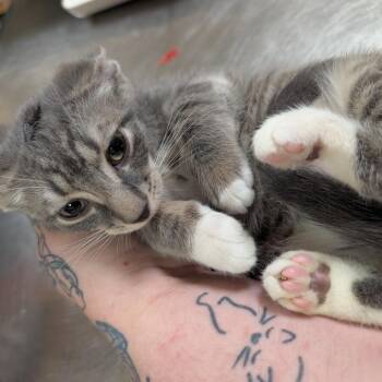 Graham -  Domestic Short Hair Cat for Adoption in Titusville, Florida - Graham | PetCurious