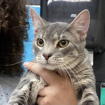 Domestic Short Hair Cats Available for Adoption - Noir | PetCurious