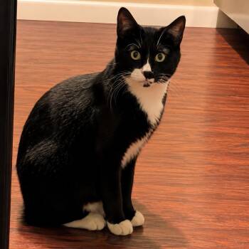 Licorice -  Tuxedo Cat for Adoption in Oswego, New York - Licorice | PetCurious