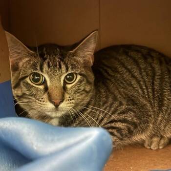 Bandit -  Domestic Short Hair Cat for Adoption in Brentwood, Missouri - Bandit | PetCurious