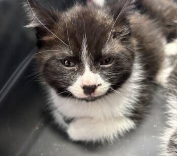 Ladybug -  Domestic Short Hair Cat for Adoption in West Chester, Pennsylvania - Ladybug | PetCurious