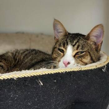 Domestic Short Hair Cats Available for Adoption - Peru | PetCurious