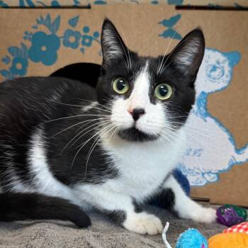 Domestic Short Hair Cats Available for Adoption in West Olive, Michigan - Sprout | PetCurious