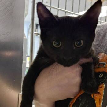 Chrysanthumum -  Domestic Short Hair Cat for Adoption in Martinsville, Virginia - Chrysanthumum | PetCurious