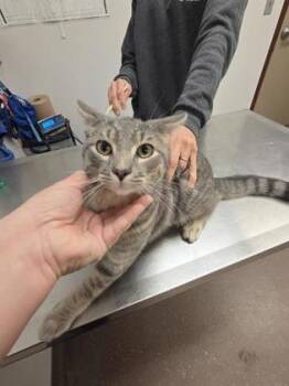 Rescue Domestic Short Hair Cats for Adoption in South Bend, Indiana - Javier | PetCurious