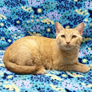 Rescue Domestic Short Hair Cats for Adoption in Mt. Juliet, Tennessee - Mama Sweater | PetCurious