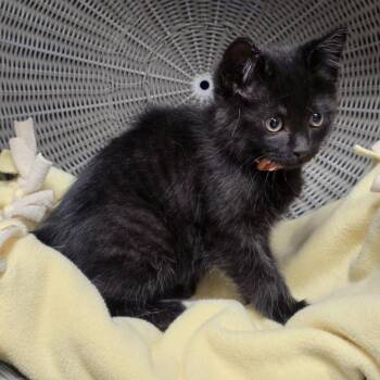 Audrey -  Domestic Medium Hair Cat for Adoption in Yankton, South Dakota - Audrey | PetCurious