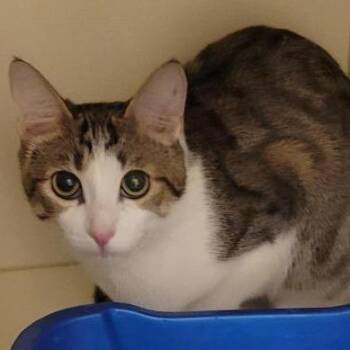 Loralei -  Domestic Short Hair Cat for Adoption in Tempe, Arizona - Loralei | PetCurious