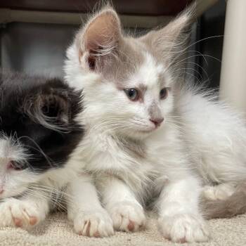 Rescue Domestic Long Hair Cats for Adoption in Roanoke, Virginia - Matt | PetCurious