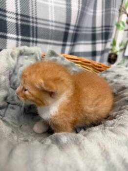 BUTTERSCOTCH -  Domestic Short Hair Cat for Adoption in Algona, Iowa - BUTTERSCOTCH | PetCurious
