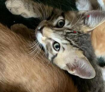 Rescue Tabby Cats for Adoption in Oakhurst, California - Tabitha  Tabby Kitten Oakhurst, CA | PetCurious