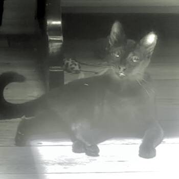 Grace Jones A26-091 -  Domestic Short Hair Cat for Adoption in Santa Rosa Beach, Florida - Grace Jones A26-091 | PetCurious