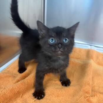 Benz -  Domestic Short Hair Cat for Adoption in Milton, Florida - Benz | PetCurious