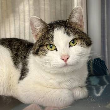 Maisie -  Domestic Short Hair Cat for Adoption in Winchendon, Massachusetts - Maisie | PetCurious