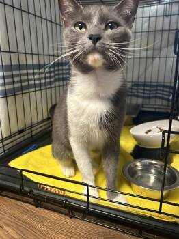 Domestic Short Hair Cats Available for Adoption in Lancaster, Pennsylvania - Opal | PetCurious