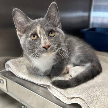 Fin -  Dilute Calico Cat Available for Adoption in La Grange Park, Illinois - Fin | PetCurious