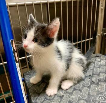 Rescue Tabby Cats for Adoption in Thayne, Wyoming - Alvin | PetCurious