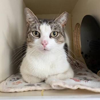 Domestic Short Hair Cats Available for Adoption in Tulsa, Oklahoma - Ocean | PetCurious