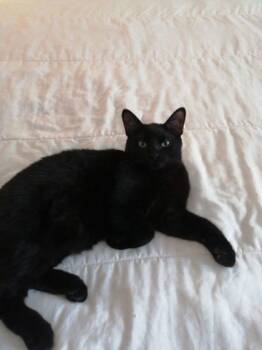 Rescue Domestic Short Hair Cats for Adoption in Montreal, Quebec - Romo (collier Bleu) | PetCurious