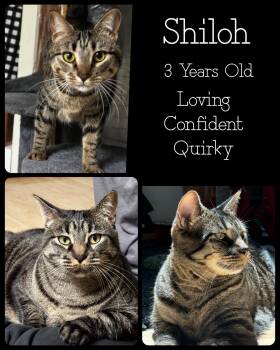 Rescue Tabby and Domestic Short Hair Cats for Adoption in Fort Worth, Texas - Shiloh | PetCurious